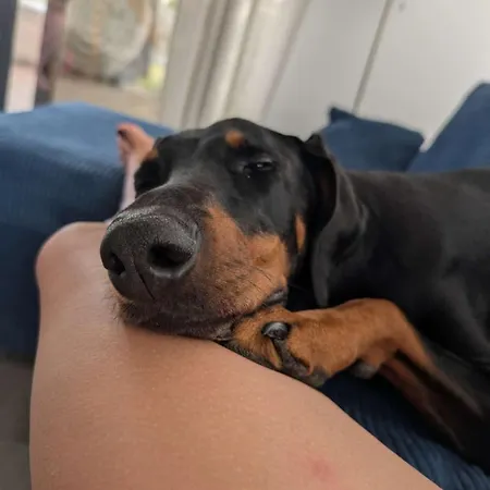 Laura 70qm Bis 5 Gaeste Mit Fass-sauna, Whirlpool April Bis Oktober, 75qm Terrasse Und Eingezaeunten Garten Haustiere Willkommen * Sieroslaw (Kamien)